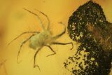 Fossil Hairy Mite (Parasitidae) In Baltic Amber #105461-1